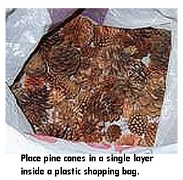 single layer of pine cones in a shopping bag