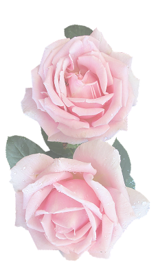 pink roses