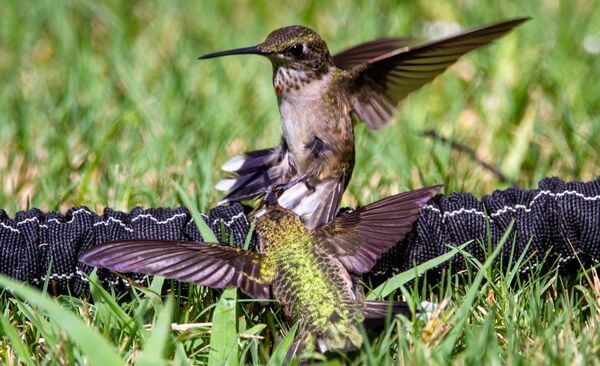 best smount of suger for homemade hummingbird nectar