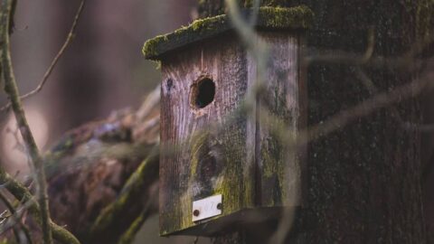 Build a Woodpecker House