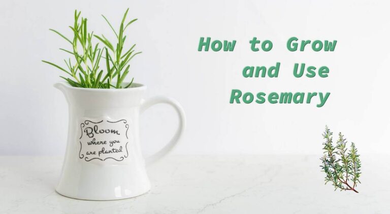 rosemary seedlings celebration of life