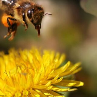 bee descending on dandelion flower