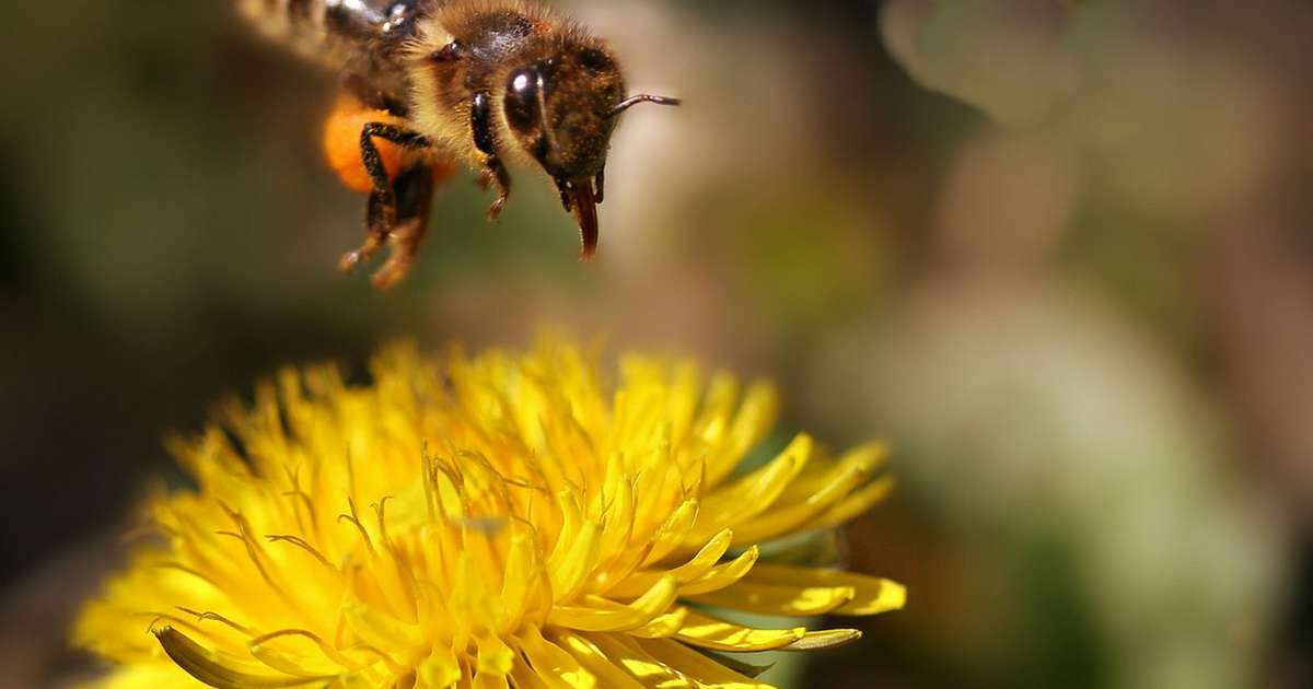 bee descending on dandelion flower