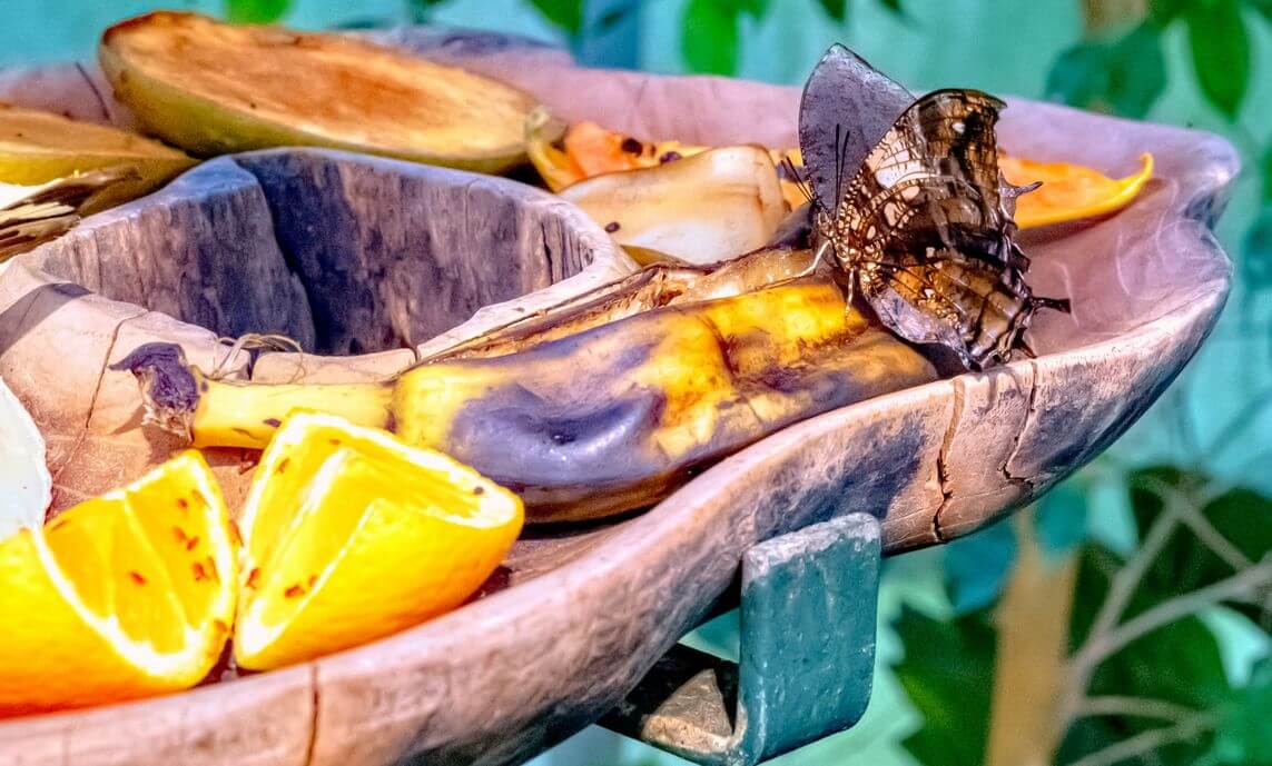 butterfly feeds on ripe banana and oranges