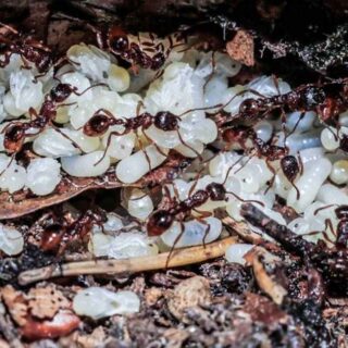 ants tending to eggs in their nest