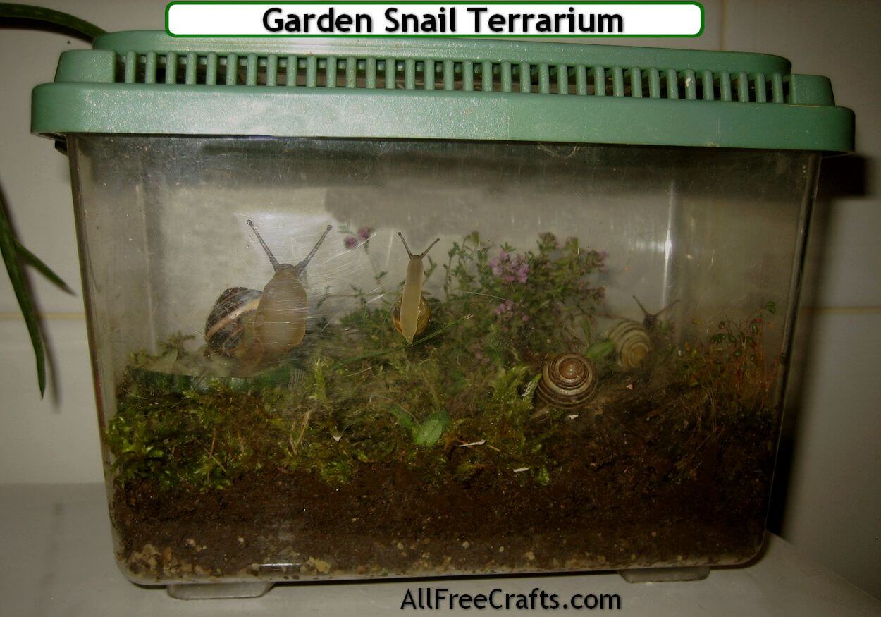 How to Keep Pet Garden Snails