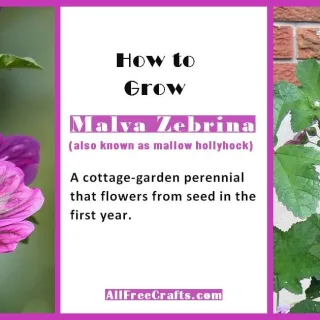 how to grow malva zebrina from seed to flower in the first year