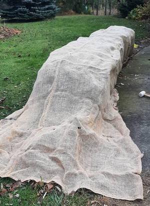 boxwood hedge being covered in landscape burlap for winter