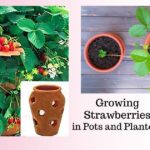 growing strawberries in pots and planters