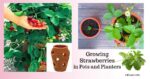 growing strawberries in pots and planters