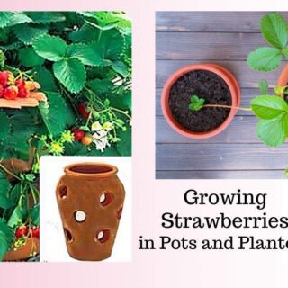 growing strawberries in pots and planters