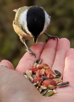 hand feeding a chickadee