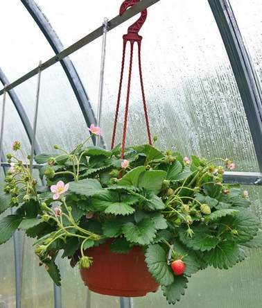 hanging basket of strawberries