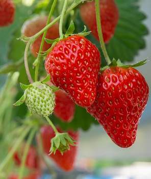 hanging nature of strawberries