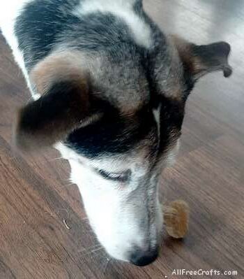 jack russel eating homemade dog cookie