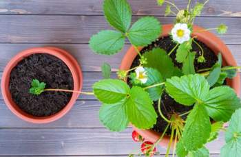 planting strawberry runners from pot to pot