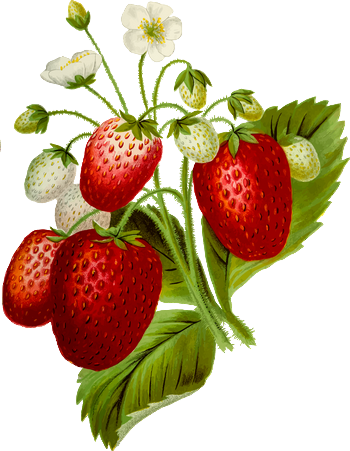 srrawberry graphic with flowers and berries