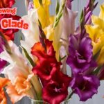 a guide to growing glorious glads in the garden