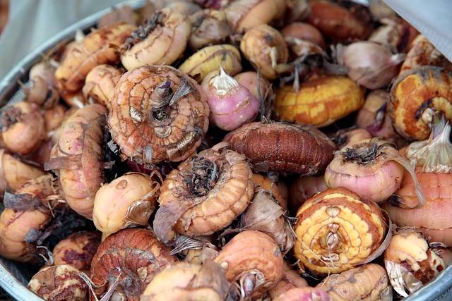 healthy gladiolus corms